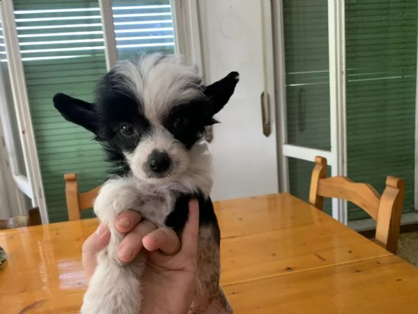 cucciola chinese crested dog  | Foto 3
