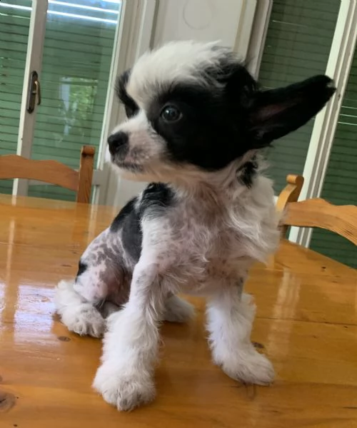 cucciola chinese crested dog  | Foto 1