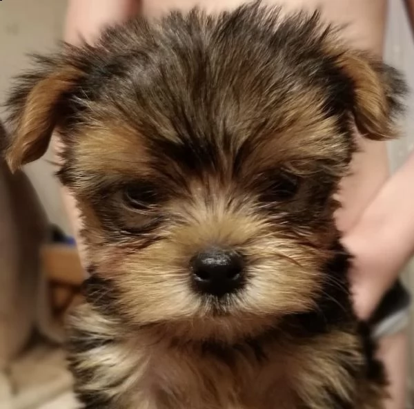 cuccioli gold di york shiree mini  | Foto 1