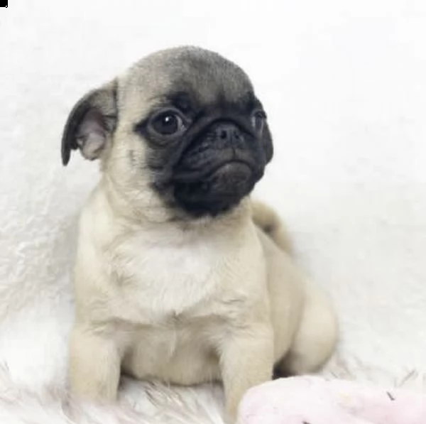 cuccioli sabbiato di carlino  | Foto 1