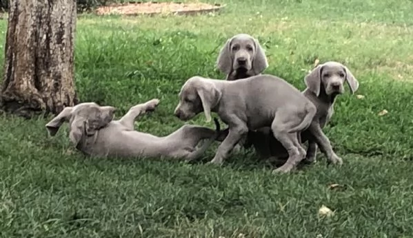 stupendi cuccioli di weimaraner  | Foto 4