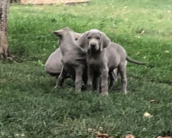stupendi cuccioli di weimaraner  | Foto 3