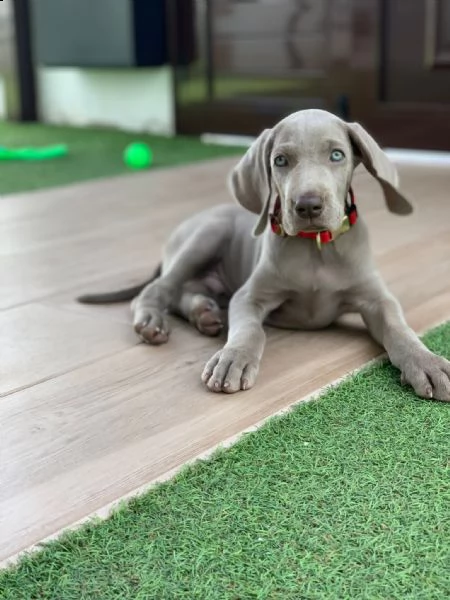 stupendi cuccioli di weimaraner  | Foto 2