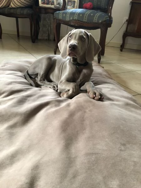 stupendi cuccioli di weimaraner  | Foto 1