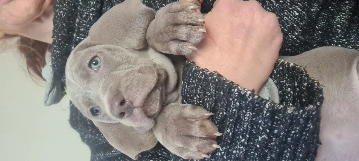 Weimaraner cuccioli allevamento riconosciuto enci  | Foto 1