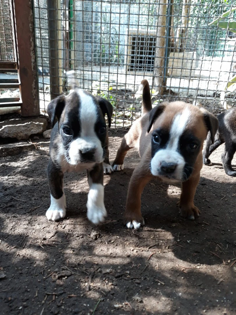 Allevamento e Cuccioli Boxer in Puglia e Basilicata | Foto 3