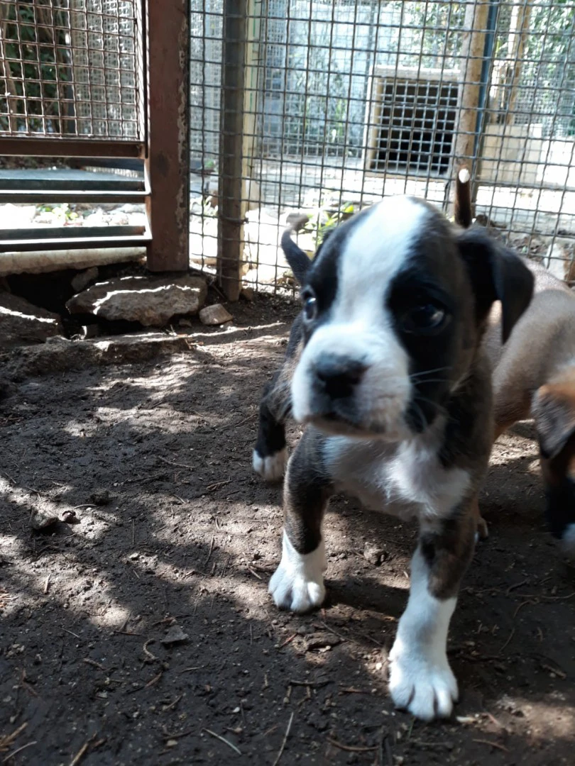 Allevamento e Cuccioli Boxer in Puglia e Basilicata | Foto 2