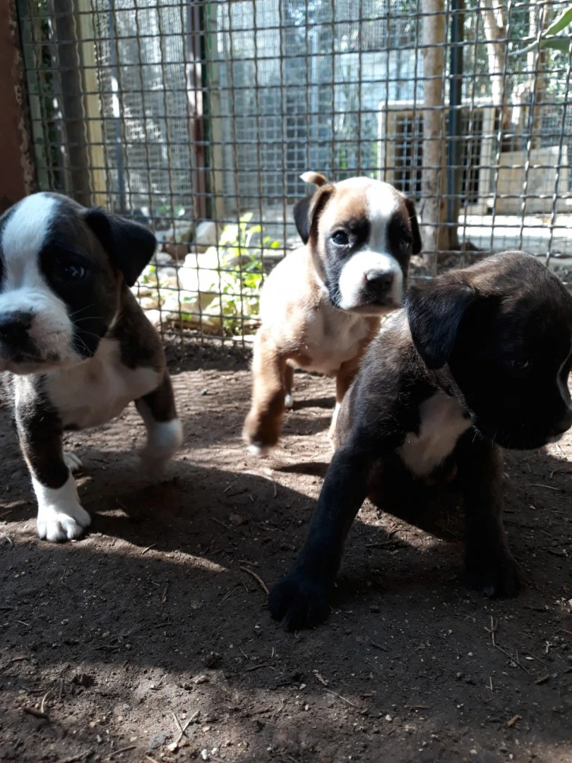 Allevamento e Cuccioli Boxer in Puglia e Basilicata | Foto 4