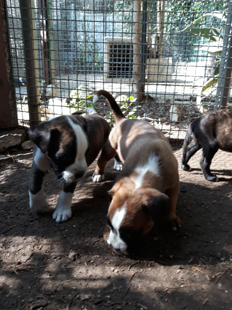 Allevamento e Cuccioli Boxer in Puglia e Basilicata | Foto 1