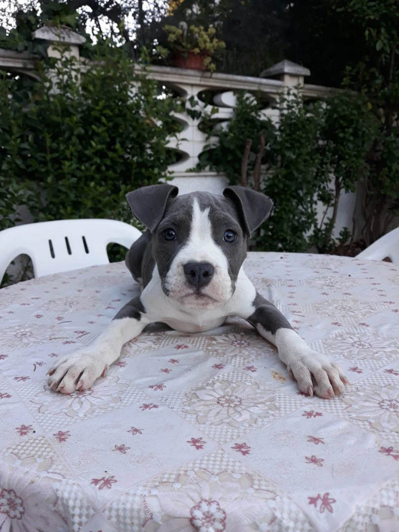 Allevamento Amstaff Blu in Puglia | Foto 1