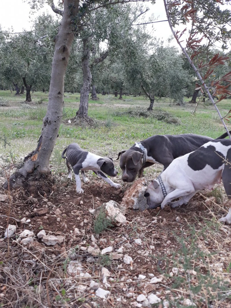 Allevamento e Cuccioli Amstaff Puglia e Basilicata | Foto 8