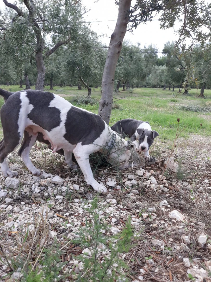 Allevamento e Cuccioli Amstaff Puglia e Basilicata | Foto 6