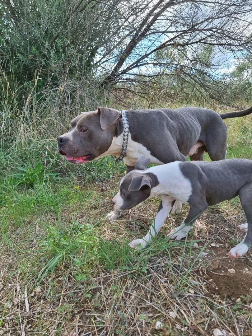 Allevamento e Cuccioli Amstaff Puglia e Basilicata | Foto 7