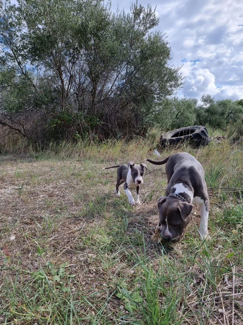 Allevamento e Cuccioli Amstaff Puglia e Basilicata | Foto 10