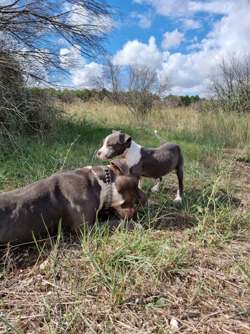 Allevamento e Cuccioli Amstaff Puglia e Basilicata | Foto 11