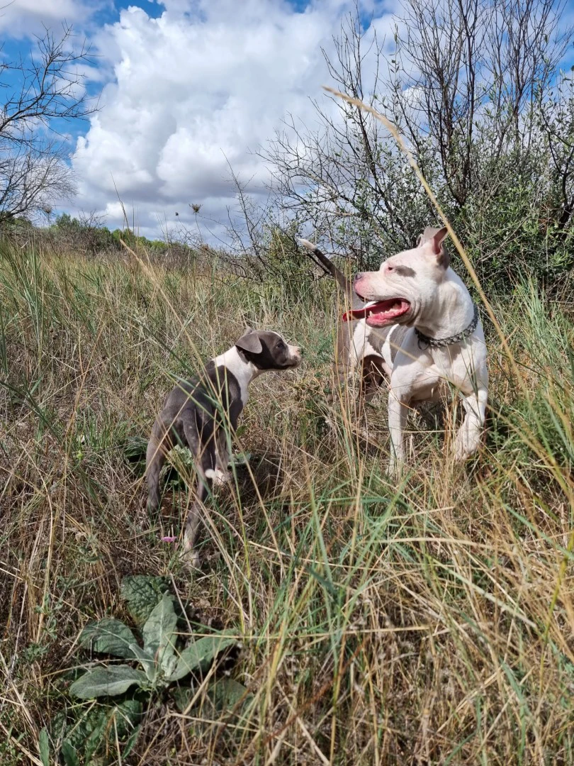 Allevamento e Cuccioli Amstaff Puglia e Basilicata | Foto 9