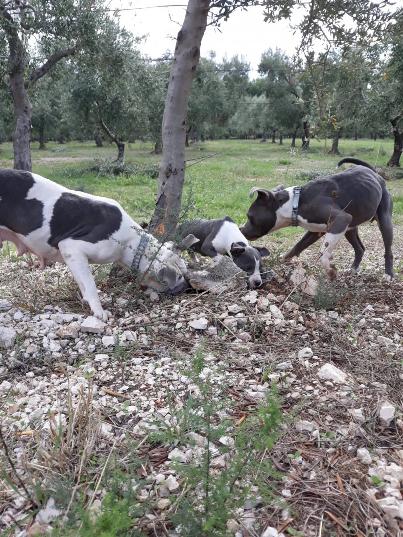 Allevamento e Cuccioli Amstaff Puglia e Basilicata | Foto 5