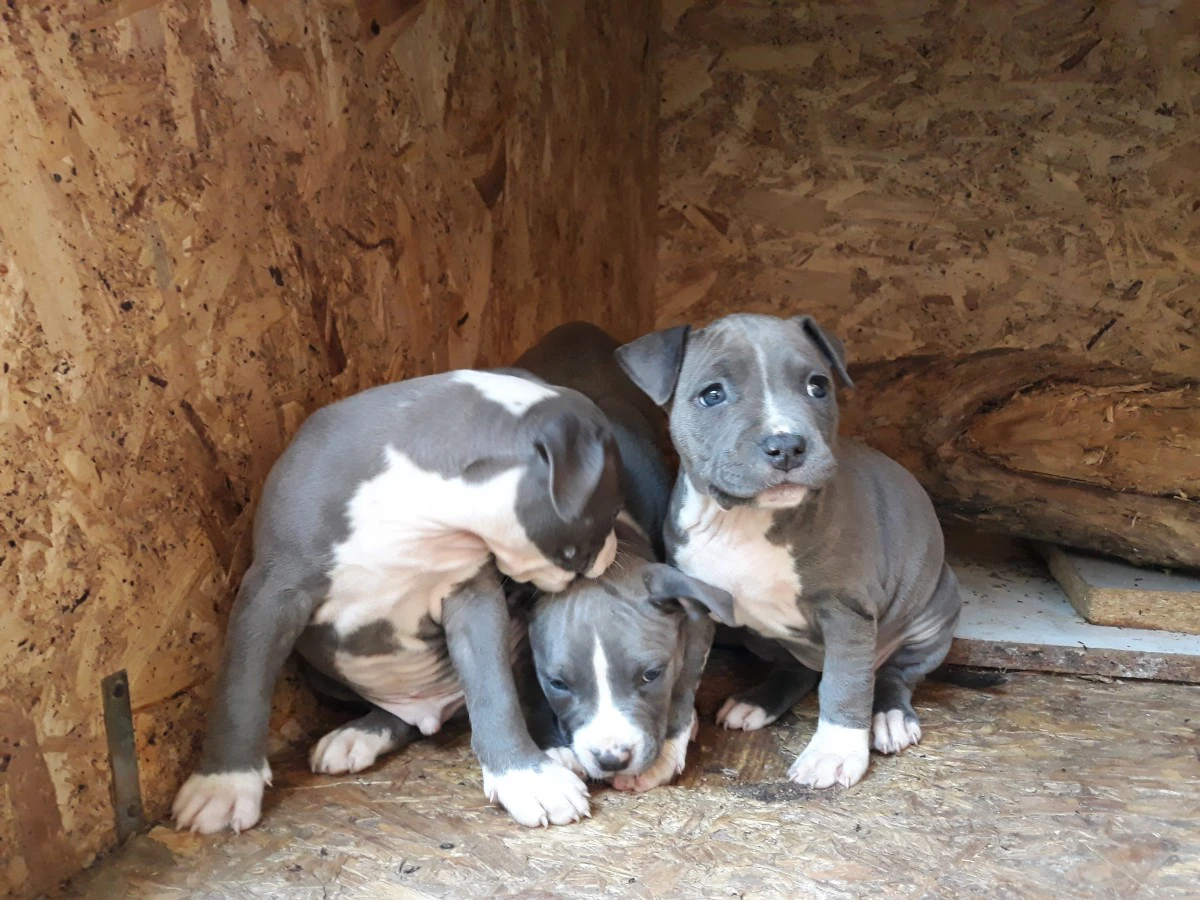 Allevamento e Cuccioli Amstaff Puglia e Basilicata | Foto 3