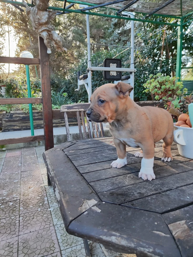 Cucciolo Amstaff con pedigree | Foto 4