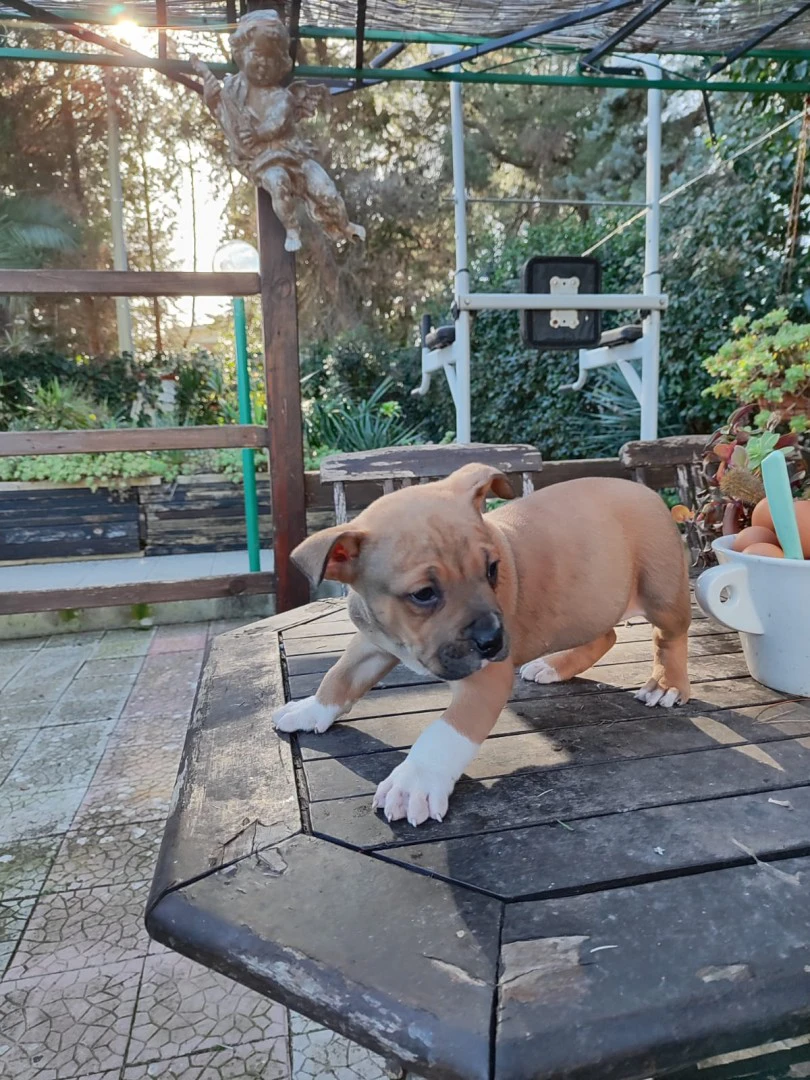 Cucciolo Amstaff con pedigree | Foto 2