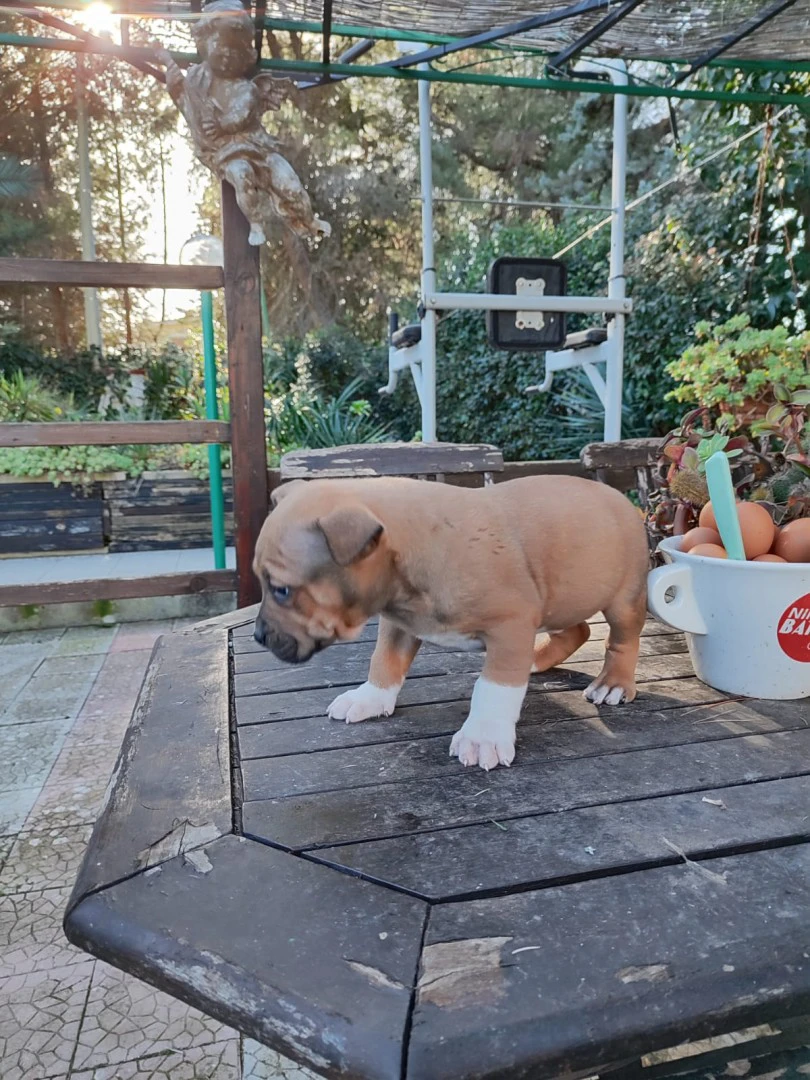 Cucciolo Amstaff con pedigree | Foto 1