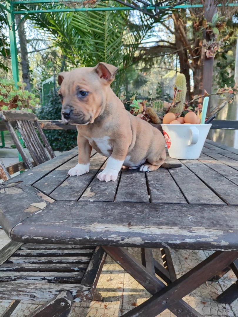 Cucciolo Amstaff con pedigree | Foto 6