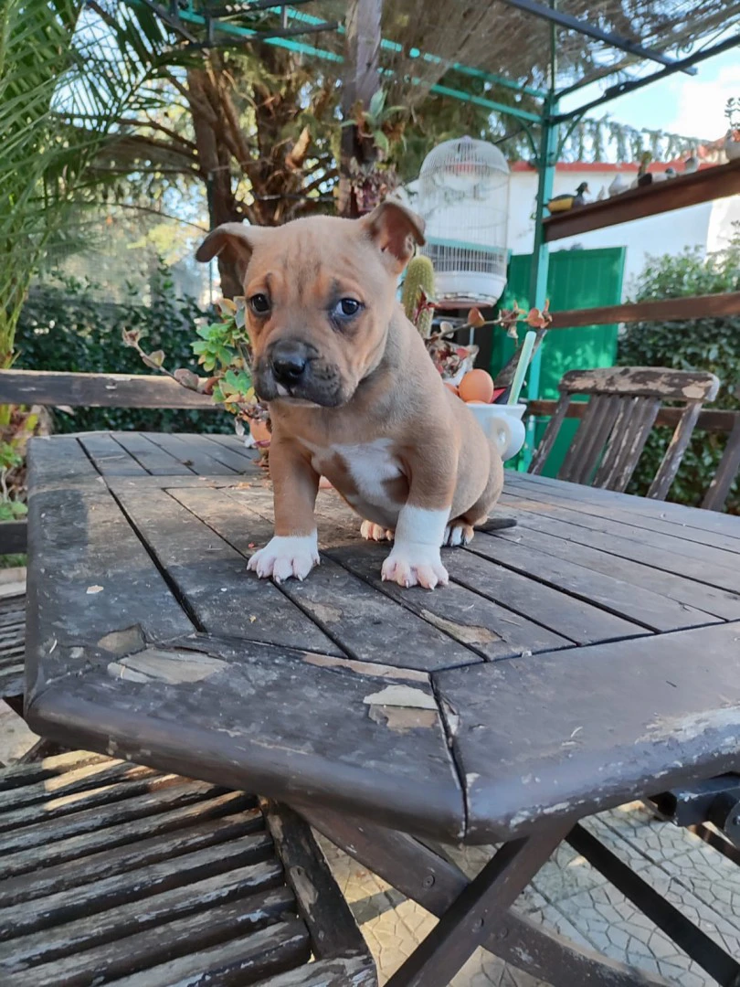 Cucciolo Amstaff con pedigree | Foto 5