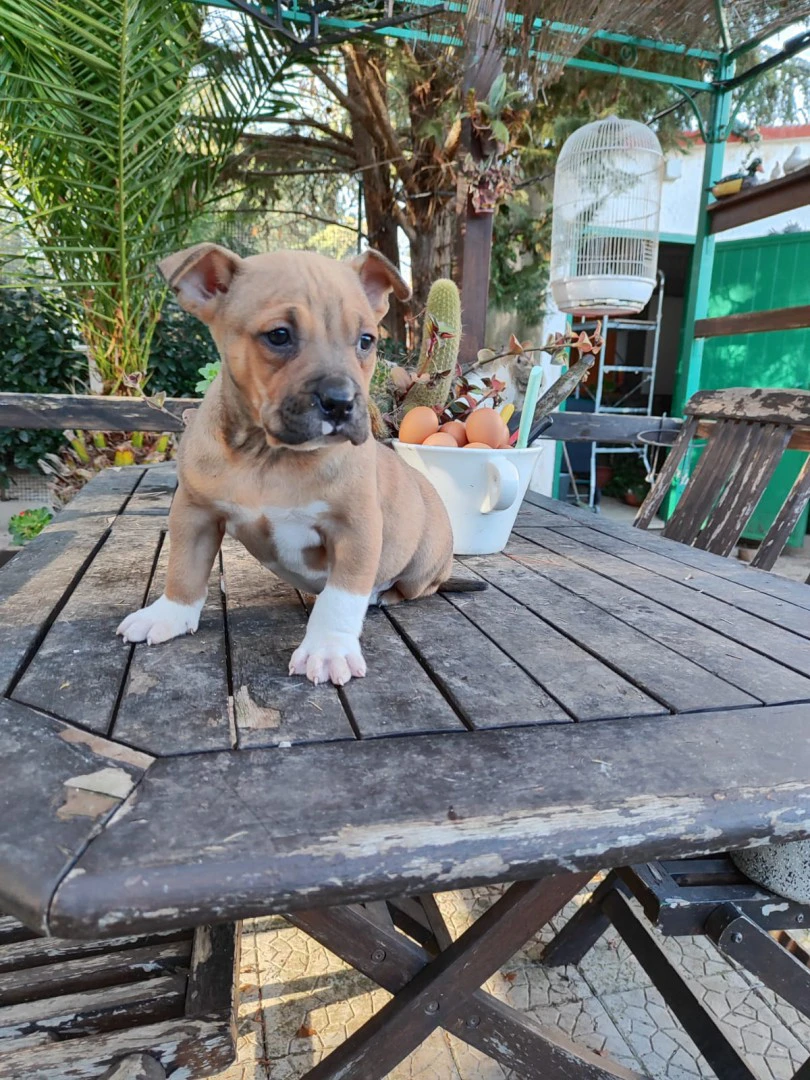 Cucciolo Amstaff con pedigree | Foto 7