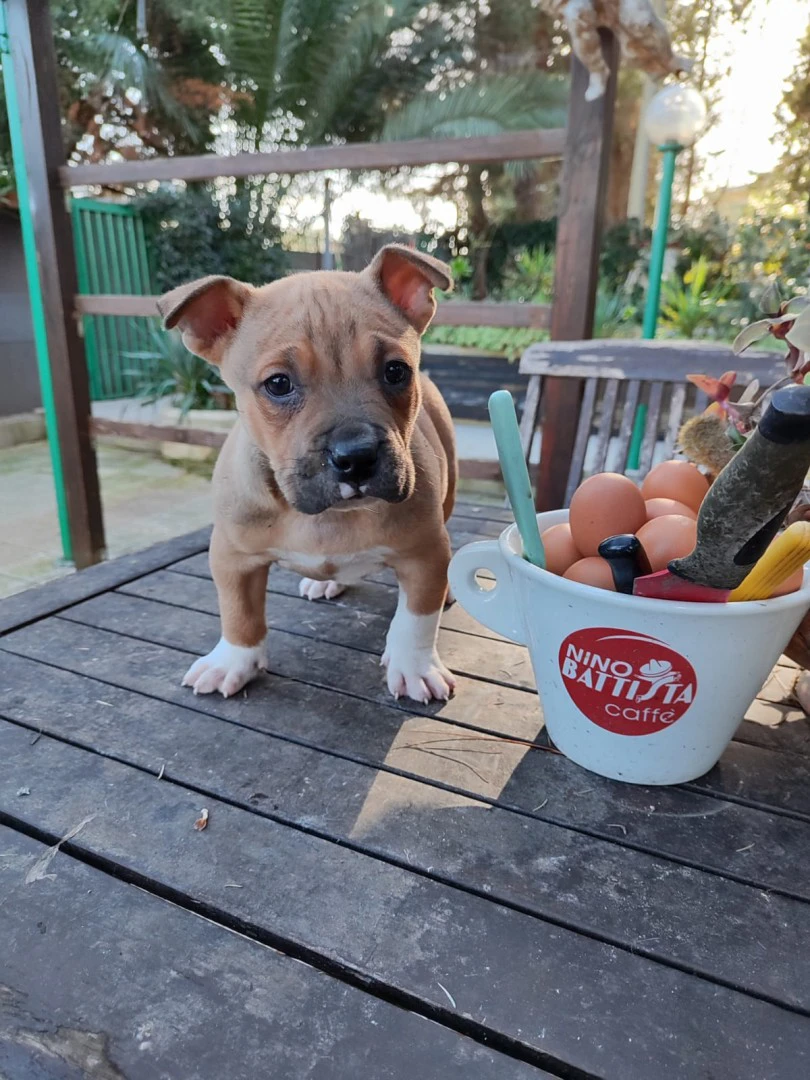 Cucciolo Amstaff con pedigree | Foto 3