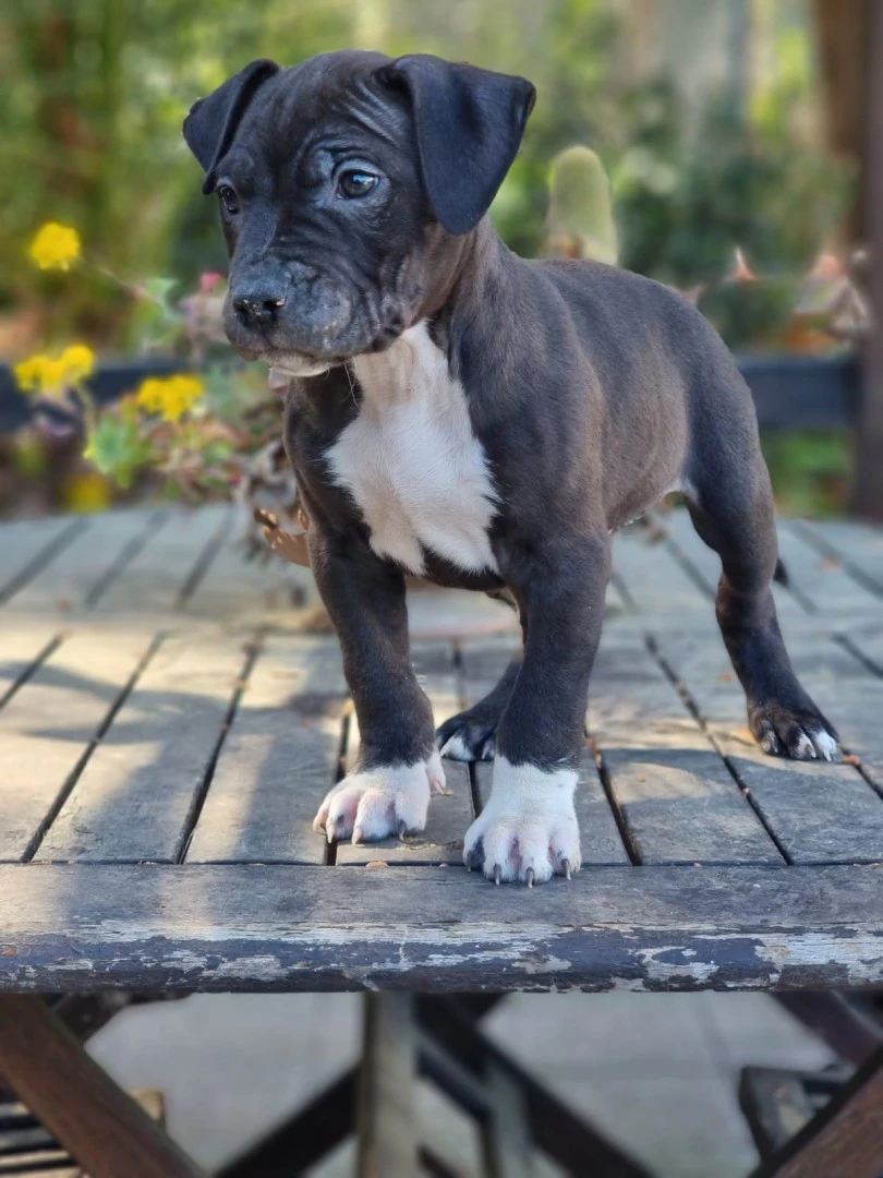 Cuccioli Amstaff con pedigree in Puglia | Foto 2