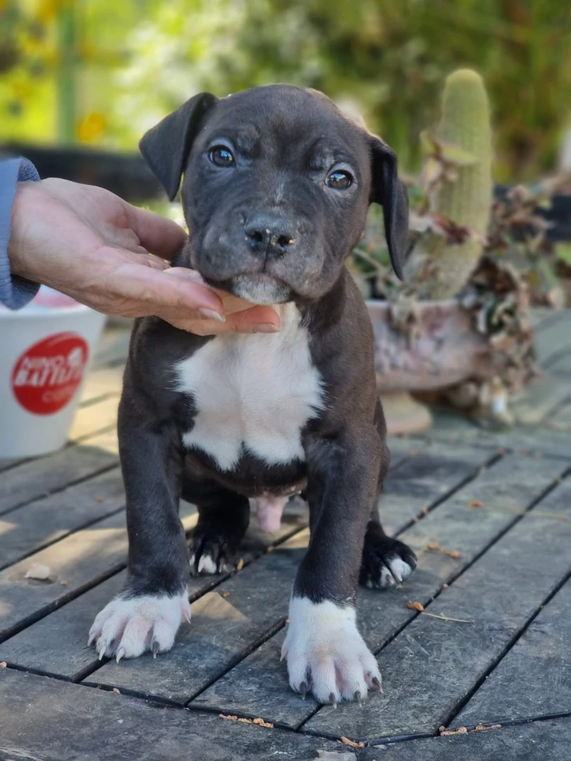 Cuccioli Amstaff con pedigree in Puglia | Foto 1