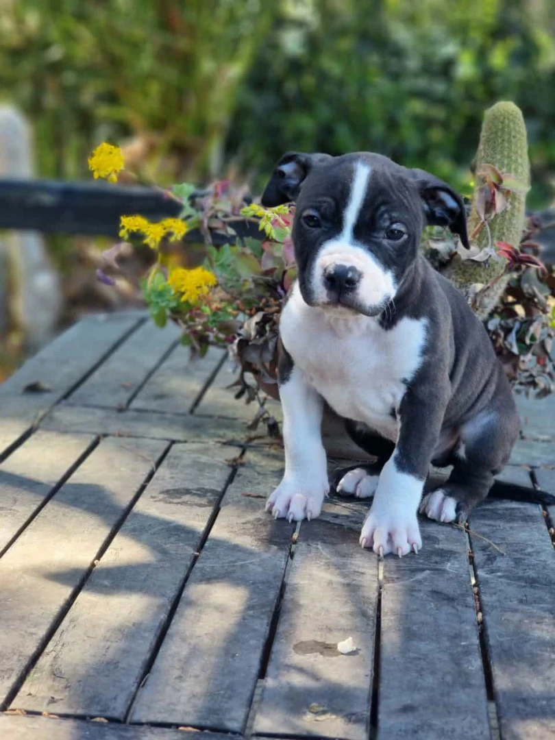 Cuccioli Amstaff con pedigree in Puglia | Foto 4