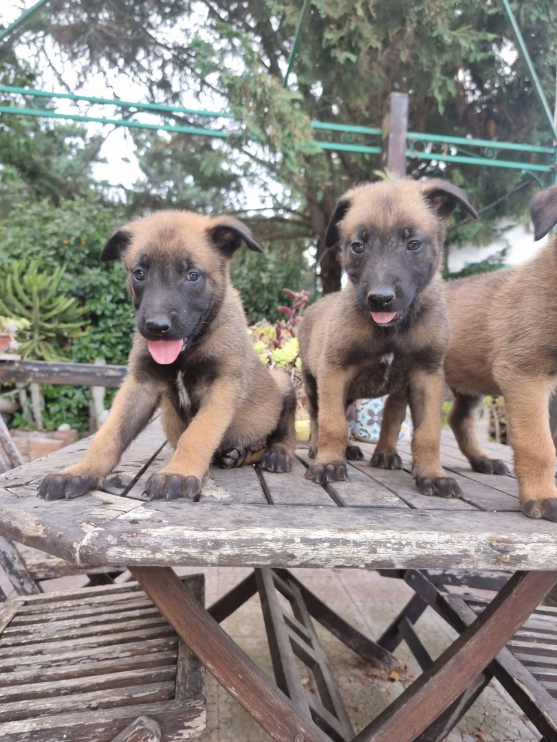 Allevamento Cuccioli Patore Belga Malinois Cosenza Calabria | Foto 2