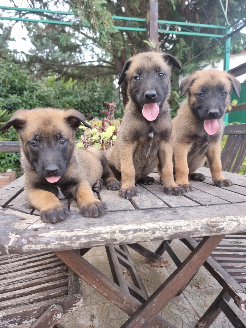 Allevamento Cuccioli Patore Belga Malinois Cosenza Calabria | Foto 4