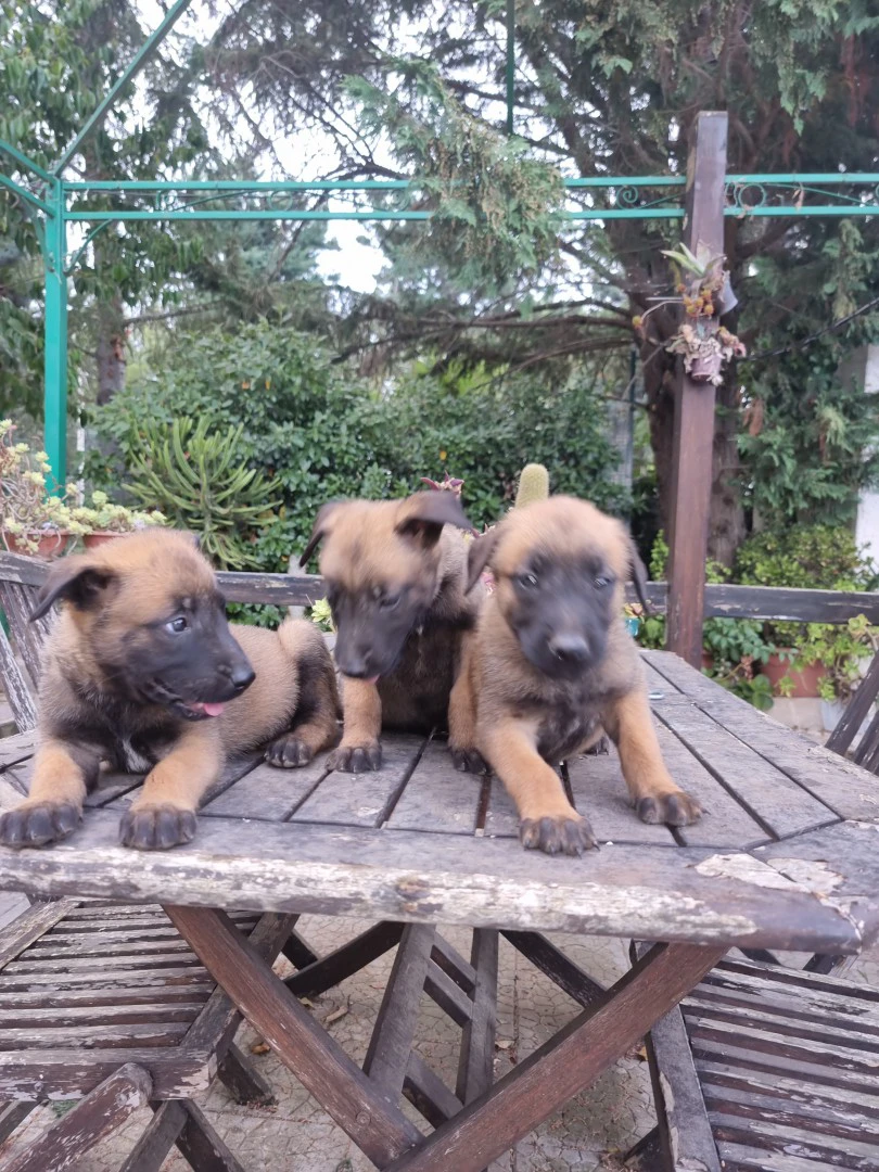 Allevamento Cuccioli Patore Belga Malinois Cosenza Calabria | Foto 1
