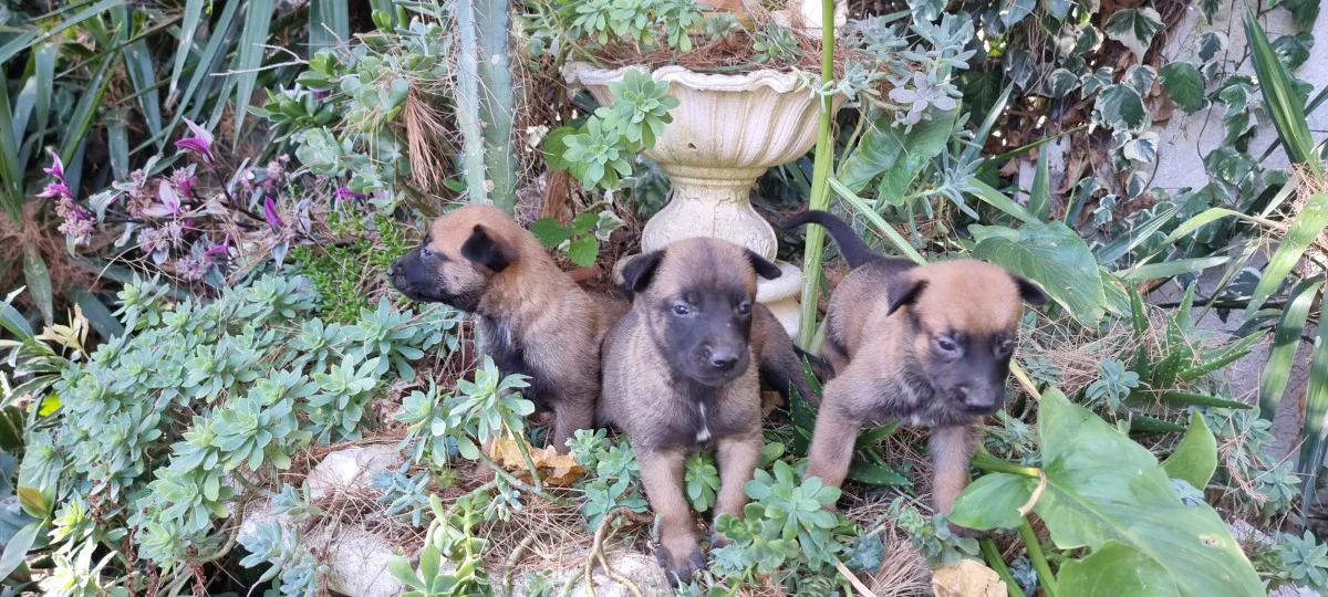 Allevamento e Cuccioli Pastore Belga Malinois in Campania Salerno Avellino Benevento | Foto 2