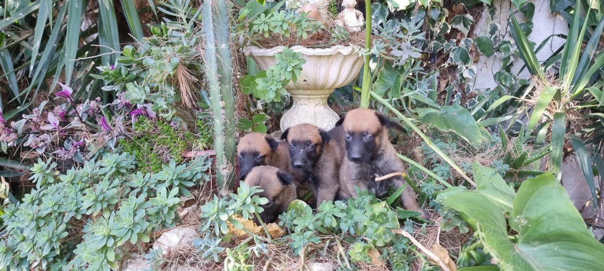 Allevamento e Cuccioli Pastore Belga Malinois in Campania Salerno Avellino Benevento | Foto 3