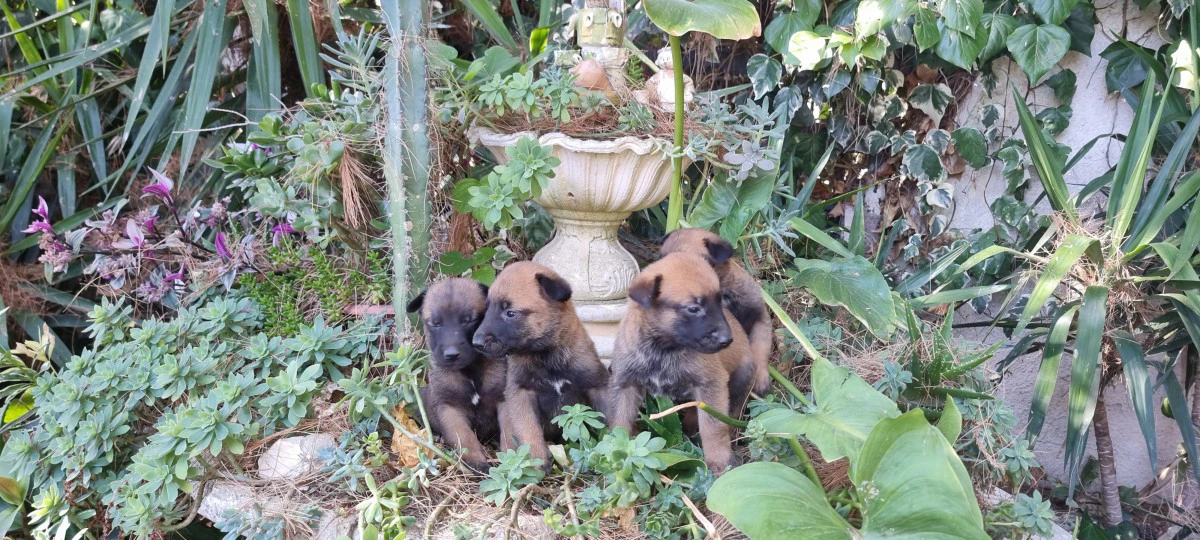 Allevamento e Cuccioli Pastore Belga Malinois Cosenza Crotone Catanzaro | Foto 2