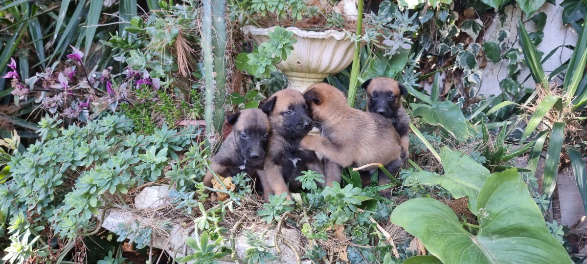 Allevamento e Cuccioli Pastore Belga Malinois Cosenza Crotone Catanzaro | Foto 1