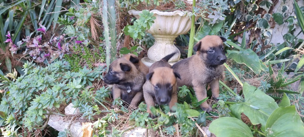 Allevamento e Cuccioli Pastore Belga Malinois Cosenza Crotone Catanzaro | Foto 3