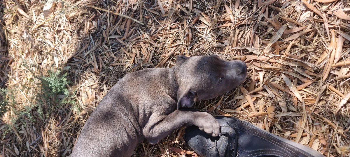 Cuccioli Amstaff Blu Puglia Calabria Campania. Allevamento ENCI. | Foto 4