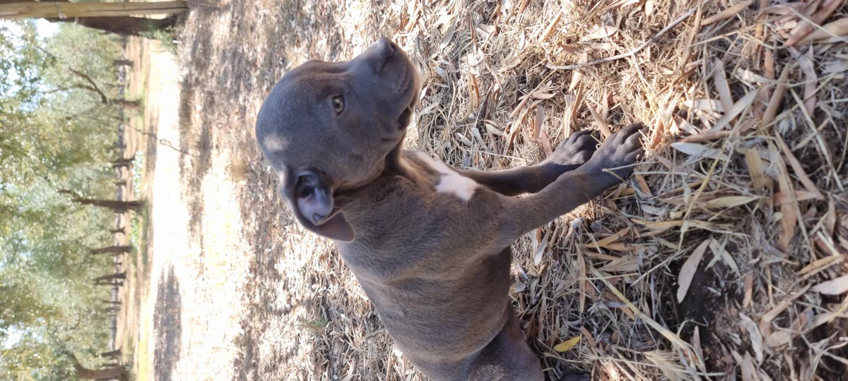 Cuccioli Amstaff Blu Puglia Calabria Campania. Allevamento ENCI. | Foto 1