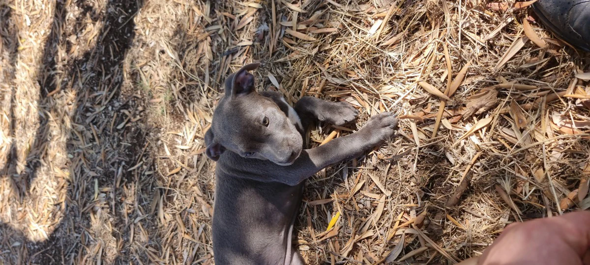 Cuccioli Amstaff Blu Puglia Calabria Campania. Allevamento ENCI. | Foto 5