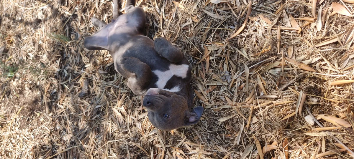 Cuccioli Amstaff Blu Puglia Calabria Campania. Allevamento ENCI. | Foto 3
