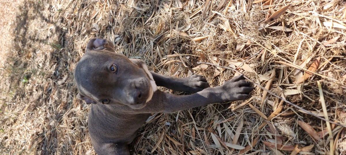Cuccioli Amstaff Blu Puglia Calabria Campania. Allevamento ENCI. | Foto 2