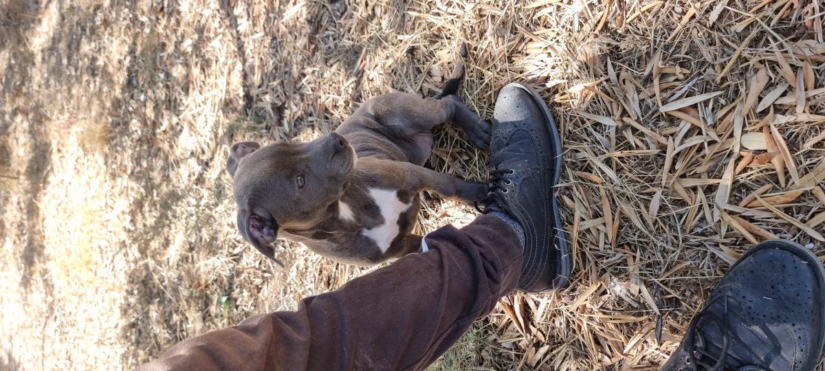 Cuccioli Amstaff Blu Puglia Calabria Campania. Allevamento ENCI. | Foto 6