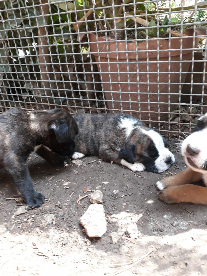 Cuccioli Boxer zona Bari Lecce Taranto Brindisi Foggia. Pedigree ENCI. | Foto 4