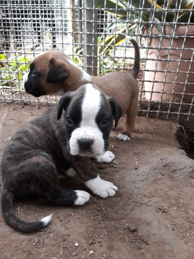 Cuccioli Boxer zona Bari Lecce Taranto Brindisi Foggia. Pedigree ENCI. | Foto 8