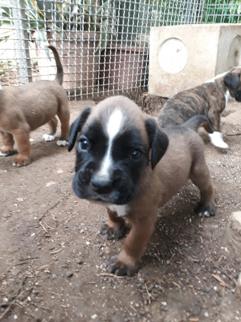 Cuccioli Boxer zona Bari Lecce Taranto Brindisi Foggia. Pedigree ENCI. | Foto 1