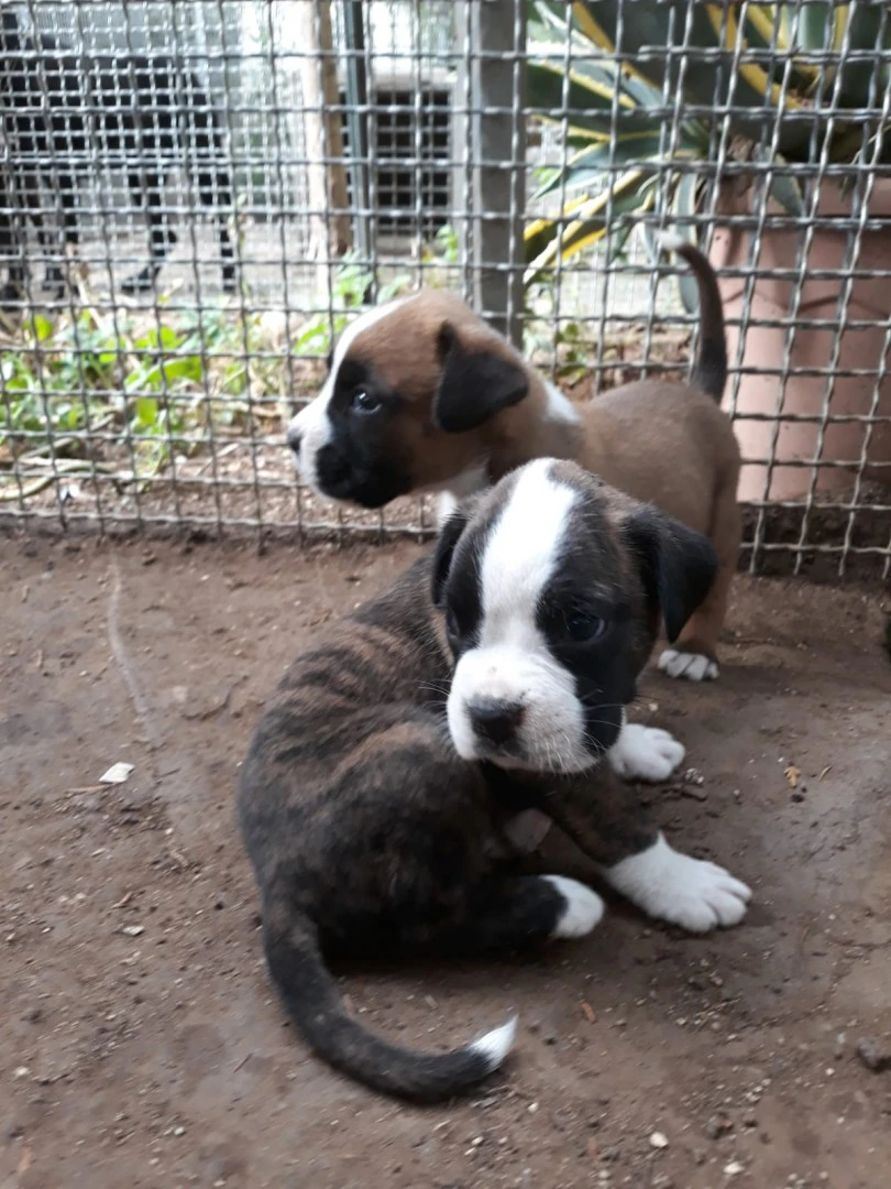 Cuccioli Boxer zona Bari Lecce Taranto Brindisi Foggia. Pedigree ENCI. | Foto 2